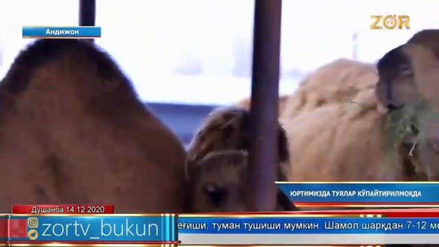 Туя сути ва қумронларини етиштириш учун боқилаётган туялар смотреть онлайн