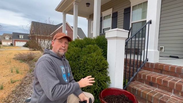 Cryptomeria Japonica ‘Globosa Nana’// A Top Choice For Dwarf Conifers