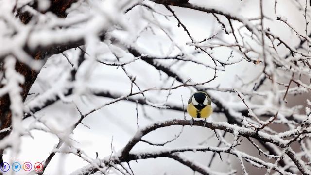 Самая красивая мелодия в мире! ВОССТАНОВЛЕНИЕ НЕРВНОЙ СИСТЕМЫ! ЗИМА, СНЕГ. ЛЮБОВЬ! смотреть онлайн