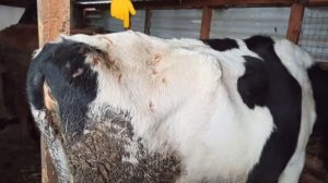 Средство от паразитов клещей , вшей, для дойных коров, не влияет на молоко,