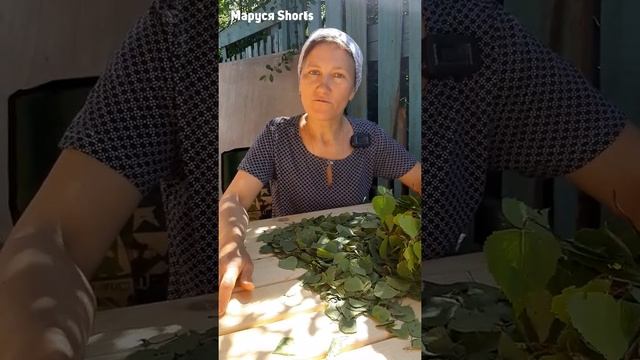 ЛИСТ СЕРДЕЧНЫЙ СОБИРАЙ ПО ВЕСНЕ @MarusyaShorts8 смотреть онлайн