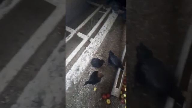 Куры породы Ухейилюй смотреть онлайн