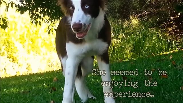 FUNNY DOG EATS WILD PSYCOACTIVE SHROOMS - CAUGHT ON TAPE! смотреть онлайн