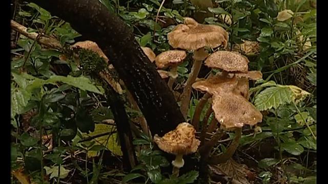 В Рыбинских лесах теряются семьи с детьми смотреть онлайн