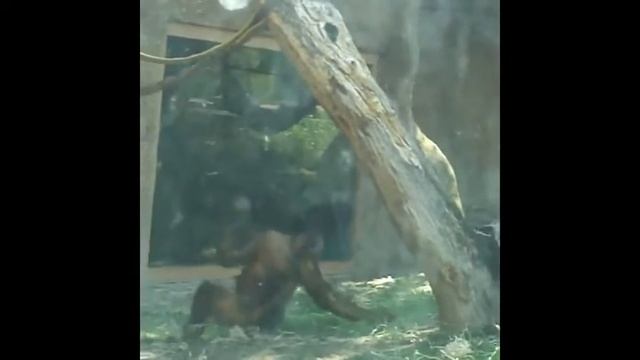 Pongo pygmaeus 1 смотреть онлайн