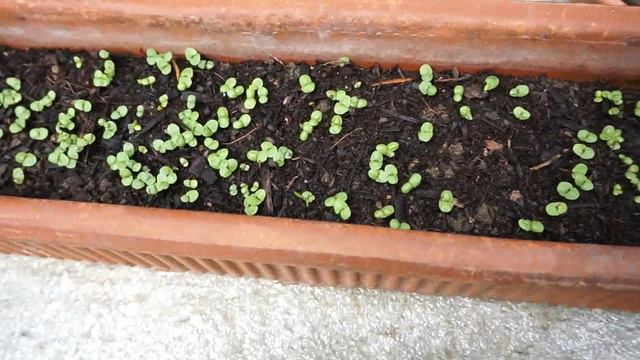 Райские кущи № 13 Второй урожай, давай собирай, клубнику поедай !!! смотреть онлайн