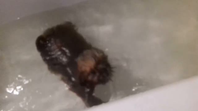 Двух месячный щенок нашего питомника "Кинг Ричард" принимает ванну и учится плавать. смотреть онлайн