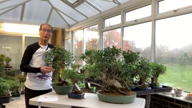 Improving your Ficus Bonsai смотреть онлайн