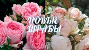 Лучшие шрабы с названиями сортов!