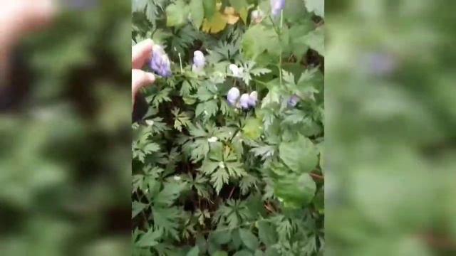 Прогулка с собакой! // мы вернулись! // гуляем 2 дня с нами // MASHA and YUKKI смотреть онлайн