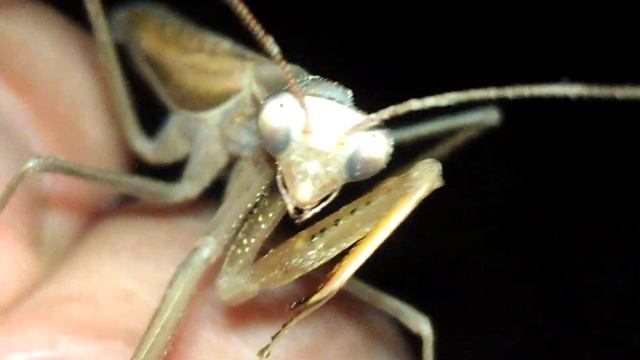 Богомол коричневый обыкновенный смотреть онлайн