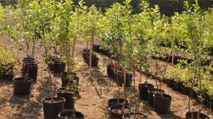 ЗАКЛАДЫВАЕМ САД ОСЕНЬЮ: ПРАВИЛА ПОСАДКИ ПЛОДОВЫХ ДЕРЕВЬЕВ, ЯГОДНЫХ КУСТАРНИКОВ  ЭНЦИКЛОПЕДИЯ ДАЧНИК