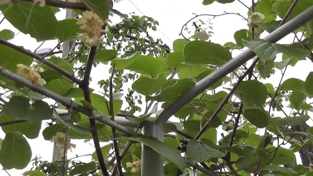 Выращивание киви. Цветение смотреть онлайн