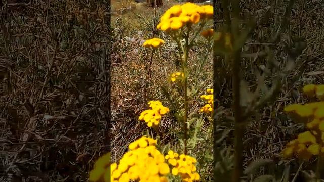 удивительное растение- пижма смотреть онлайн