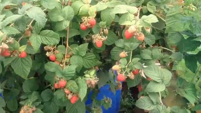 Малина. Высокоурожайные сорта малины.mp4 смотреть онлайн