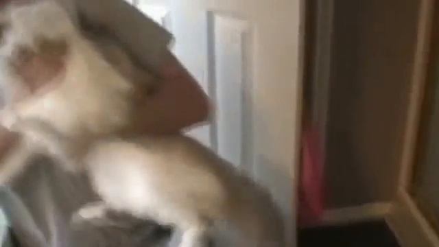 коты смех смотреть онлайн