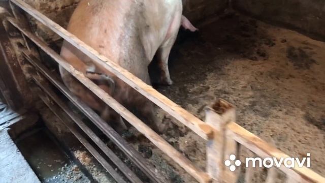 Кормление свиноматок//Какой рацион и какая норма дачи Корма// смотреть онлайн