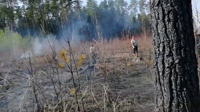 Посадка леса в выжженную землю в пепел. смотреть онлайн