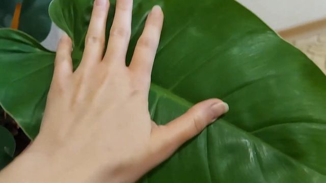 Филодендрон Imperial Green смотреть онлайн