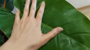 Филодендрон Imperial Green