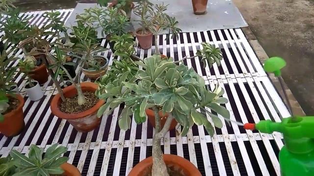Adenium Plants, Heavy rain and Fungicide // How to use Fungicide Power in Adenium Plants смотреть онлайн
