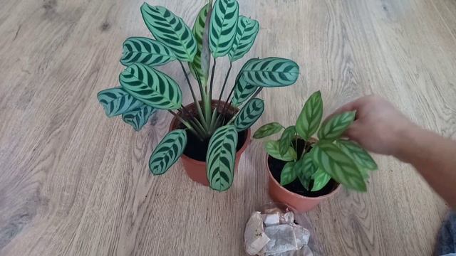 #129 Fusy z herbaty, torebki po herbacie - jak wykorzystać w uprawie roślin domowych? смотреть онлайн