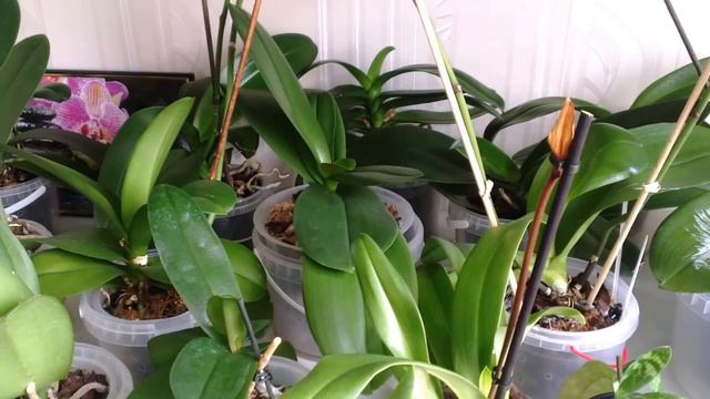 Больные Орхидеи нужно сначало лечить, а только потом стимулировать .... смотреть онлайн