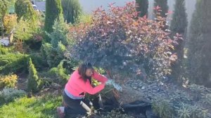 Формируем зонт из пузыреплодника 'Lady in Red'/ Давайте мечтать вместе