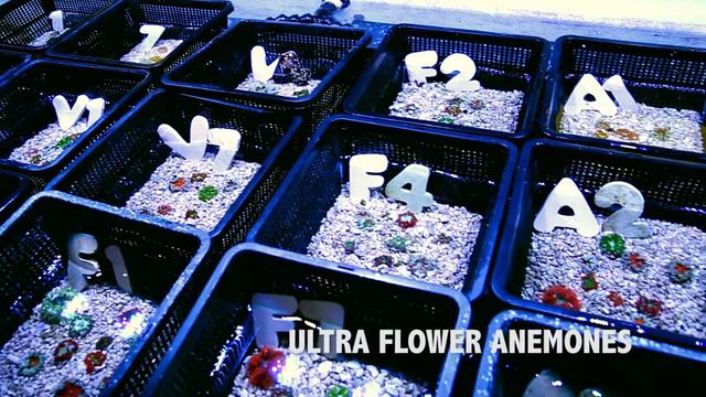 In Stock Spotlight Coral - Wholesale Only - July 9, 2017 смотреть онлайн