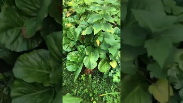 Моя любимая дача