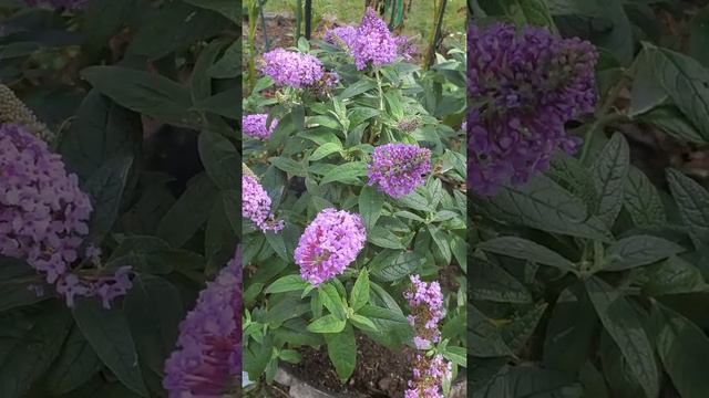 PUGSTER BUTTERFLY BUSH BY PROVEN WINNERS / RUTHERFORD VLOGS смотреть онлайн