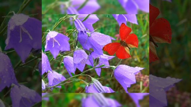 Ромашка🌼 і метелик🦋 Марія Понамаренко смотреть онлайн