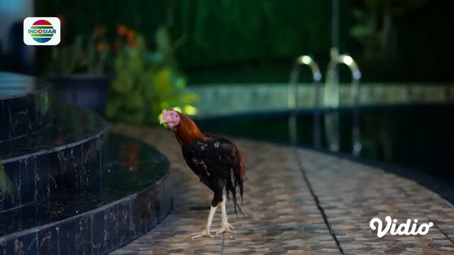 Rencana Irsyad dan Gibran Berhasil, Misteri Babi Ngepet Palsu Terungkap? | Magic 5 - Episode 79 смотреть онлайн