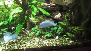 Акулий сом. Пангасиус в аквариуме.