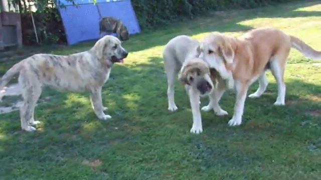 Tigron and Tigrin de Trashumancia (5 months old)