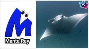 ABC Song | Sea Animals ABC Song for Kids | Phonics for Kids | Learn ABC, Baby | Alphabet Letters