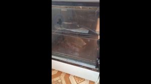 10168-4628-29как разобрать дверку у плиты Дарина классик