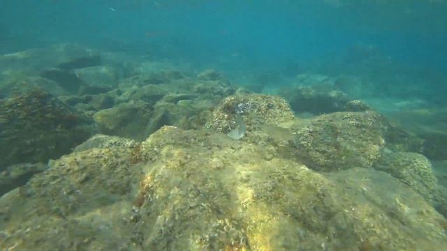 Кефаль сингиль (Liza Aurata)