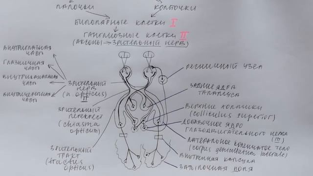 Билет 035. ЗРИТЕЛЬНЫЙ АНАЛИЗАТОР, ЕГО ЧАСТИ. ВТОРАЯ ПАРА ЧЕРЕПНЫХ НЕРВОВ. смотреть онлайн