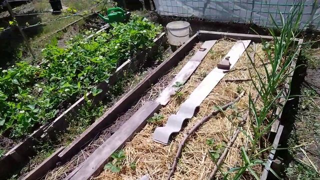 Притеняющая сетка 55% , ее плюсы для молодой рассады томатов, перцев и др. смотреть онлайн