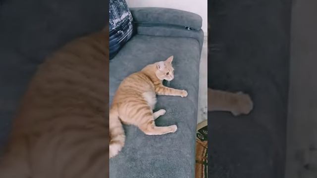 Обзор перчатки для вычёсывания шерсти животных от Фаберлик