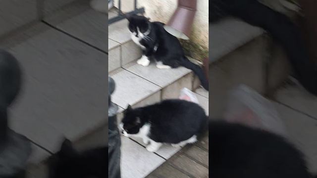 Зеленоградск. Вокзальные супер коты делят сосиску. смотреть онлайн