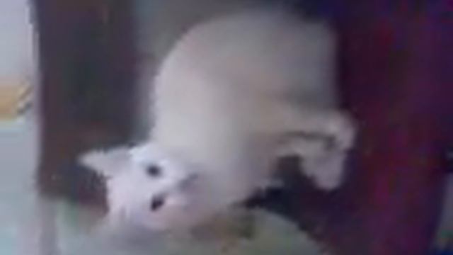 Котёнок уснул