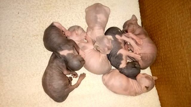 девятидневные котята сфинксята засыпают. смотреть онлайн