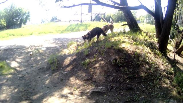 Купание Хаски смотреть онлайн