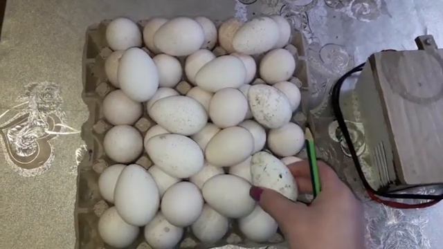 Закладка бытового инкубатора индюшиными яйцами. смотреть онлайн