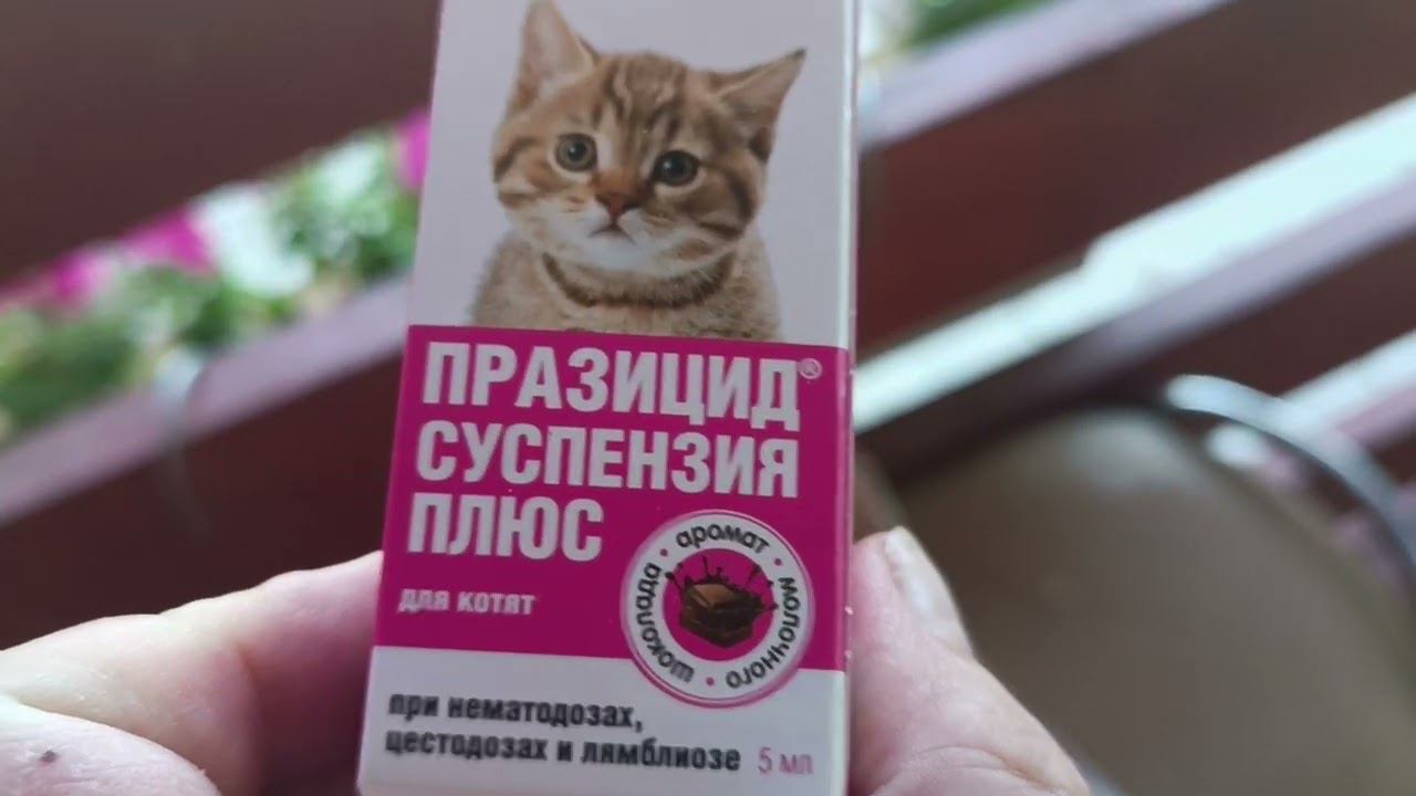 Лечение котенка)))