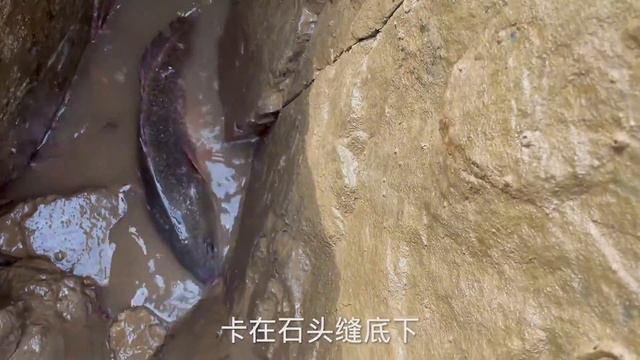 【合集】20斤企鵝魚打窩大水坑，擒獲幾米長的大紅鰻，魚獲重達幾十公斤 смотреть онлайн
