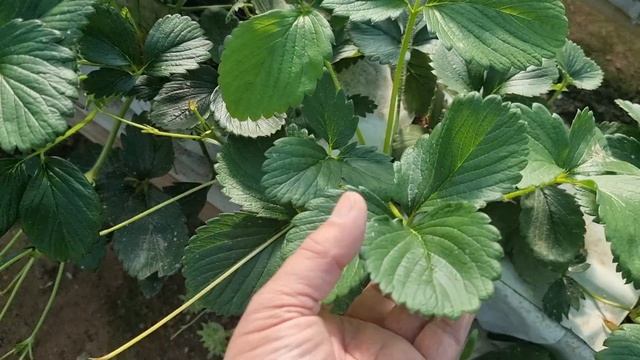 Плодоношение клубники в теплице зимой, корейский сорт. смотреть онлайн