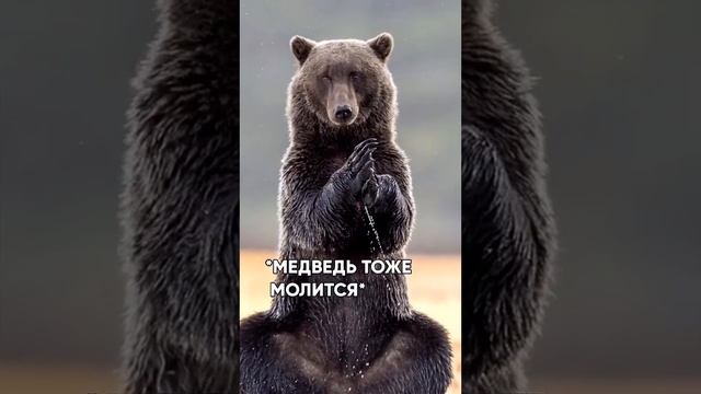 НЕОЖИДАННАЯ ВСТРЕЧА С МЕДВЕДЕМ В ЛЕСУ смотреть онлайн